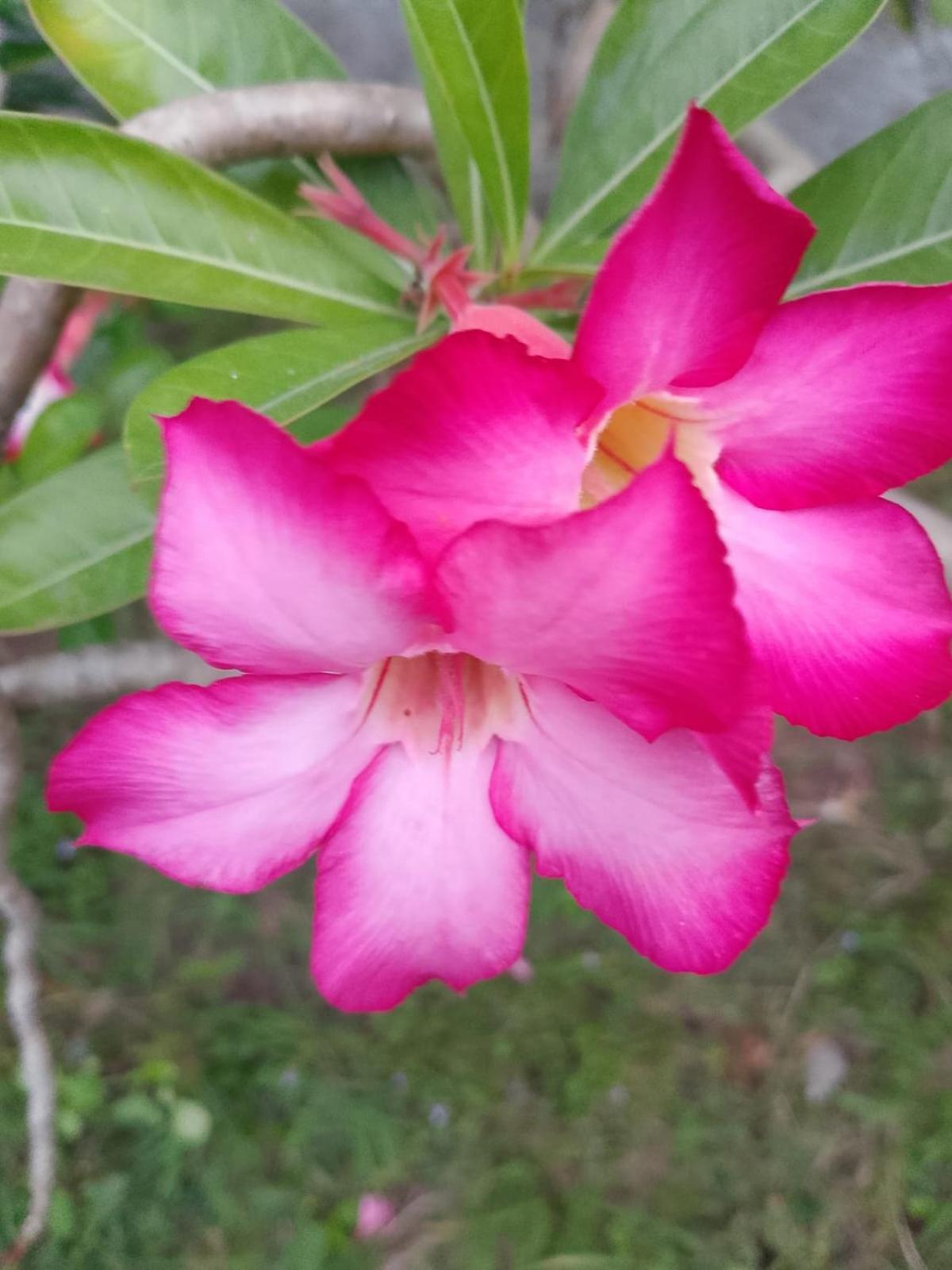 Vila Exotic House Gili Meno Pokoj fotografie